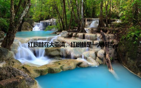 红树林在大亚湾, 红树林是一大特色